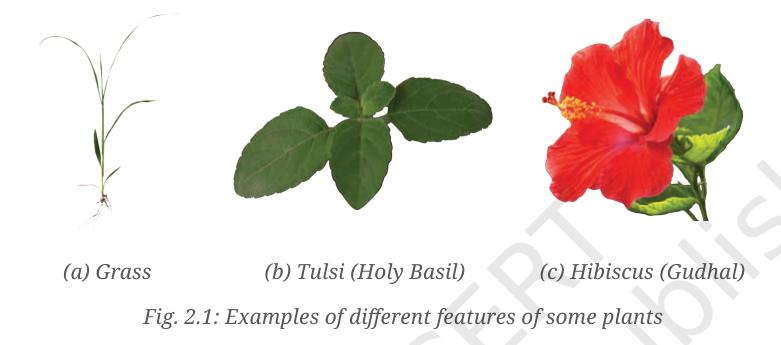 Fig. 2.1 - Examples of different features of some plants